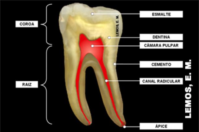 Anatomia Dos Dentes Moacir Pires Odontologia Est Tica